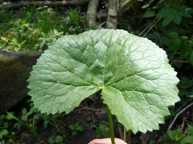 Feuilles basilaires possédant un limbe arrondi et crénelé porté par un long pétiole tandis que les supérieures sont sessiles. Agrandir dans une nouvelle fenêtre (ou onglet)